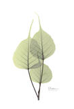 Bo Tree in Pale Green II Prints by Albert Koetsier