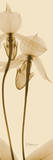 Orchid Brown on Beige II Posters by Albert Koetsier