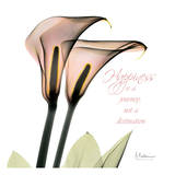 Callas Happiness Poster von Albert Koetsier