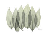 Coculus Leaf in Green Posters par Albert Koetsier