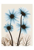 Blue Gerbera Bouquet Prints by Albert Koetsier
