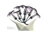 Stephanotis Bunch in Color Pósters por Albert Koetsier Stephanotis Bunch in Color Pósters por Albert Koetsier
