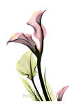 Calla Lily in Pink Posters by Albert Koetsier