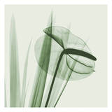 Flamingo Plant in Green Prints by Albert Koetsier