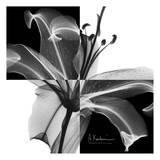 Lily Black and White on Squares Poster by Albert Koetsier