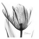 Two Tulips in Black and White Prints by Albert Koetsier