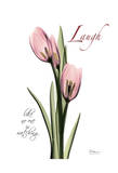 Tulip in Pink, Laugh Print by Albert Koetsier