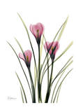 Pink Spring Crocus Posters by Albert Koetsier