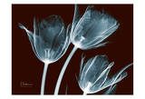 Tulips Blue on Red Pósters por Albert Koetsier