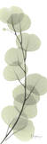 Eucalyptus in Green Poster par Albert Koetsier