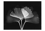 Ginkgo Leaves Close Up on Black II Affiches par Albert Koetsier