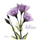 Gentian Believe Plakater af Albert Koetsier Gentian Believe Plakater af Albert Koetsier