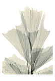 Fish Tail Palm Caryola Poster by Albert Koetsier
