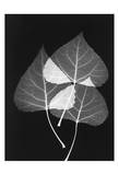 Triple Leaf Close Up on Black II Posters par Albert Koetsier