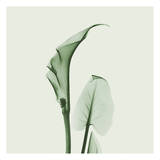 Calla Lilly in Green Prints by Albert Koetsier
