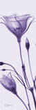 Gentian in Purple Posters by Albert Koetsier
