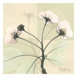 Wild Cherry Print by Albert Koetsier