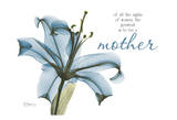 Blue Lily, Mother Prints by Albert Koetsier