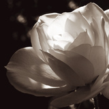 White Rose II Posters por Malcolm Sanders