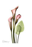 Calla Lily Bouquet in Pink Prints by Albert Koetsier
