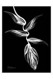 Heliconia Black and White on Black Poster by Albert Koetsier