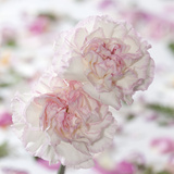 Carnation Creation IV Poster by Joseph Eta