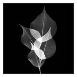 Dancing Leaves Black and White Poster par Albert Koetsier