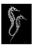 Sea Horse Twins on Black Pôsters por Albert Koetsier Sea Horse Twins on Black Pôsters por Albert Koetsier