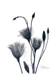 Bouquet of Gentian in Black and White II Print by Albert Koetsier