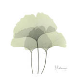 Ginkgo Trio in Green Prints by Albert Koetsier