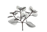 Oregano in Black and White Prints by Albert Koetsier