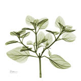 Green Leaves in Bloom II Láminas por Albert Koetsier Green Leaves in Bloom II Láminas por Albert Koetsier