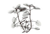 Cat Mint in Black and White Affiches par Albert Koetsier