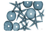 Starfish Sea Urchins in Blue Poster von Albert Koetsier