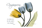 Tulip, Compassion Imágenes por Albert Koetsier Tulip, Compassion Imágenes por Albert Koetsier