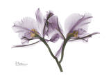 Beautiful Orchid in Purple II Posters by Albert Koetsier