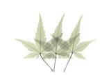 Japanese Maple II Prints by Albert Koetsier
