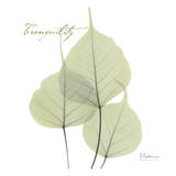 Albert Koetsier - Bo Tree Tranquility - Poster Albert Koetsier - Bo Tree Tranquility - Poster