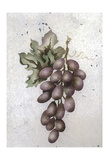 Glorious Grapes II Art by Carol Kemery