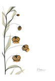 Sandersonia Bouquet in Bloom Art by Albert Koetsier