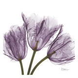 Tulips Purple Trio Prints by Albert Koetsier