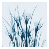 Crocus Blue Pósters por Albert Koetsier