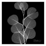 Eucalyptus on Black Posters af Albert Koetsier