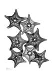 Star Fish Burst Art by Albert Koetsier