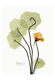Nasturtium in Yellow Print by Albert Koetsier