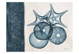 Sea Urchin Starfish Blue Kunstdrucke von Albert Koetsier
