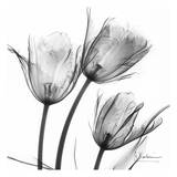 Three Tulips in Black and White Prints by Albert Koetsier
