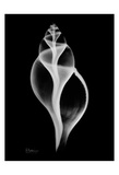 Tulip Shell on Black Prints by Albert Koetsier