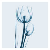 Tulip in Blue Pósters por Albert Koetsier Tulip in Blue Pósters por Albert Koetsier