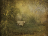 Tendre Charolais Prints by Dawne Polis